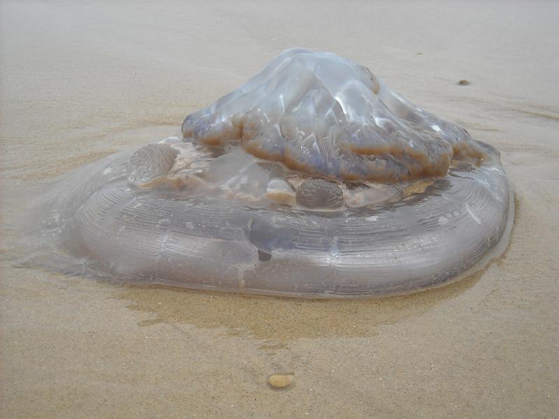 photo 335.jpg - Les maxi-méduses de l'Atlantique (nous n'étions pas équipés pour la peser)